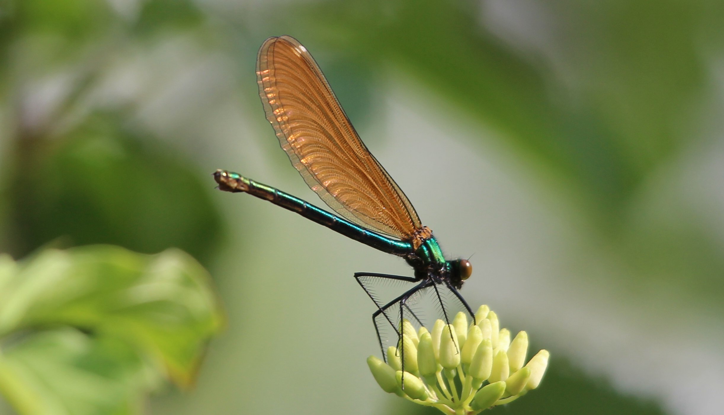 Strana Calopteryx virgo !!!